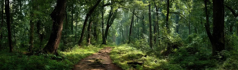 Tuinposter Bosweg Lush, verdant forest path  © Eleven room