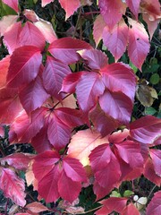 Background with bright multi-colored autumn leaves in the foreground bright red grape leaves of Boston ivy vine (also known as Japanese creeper