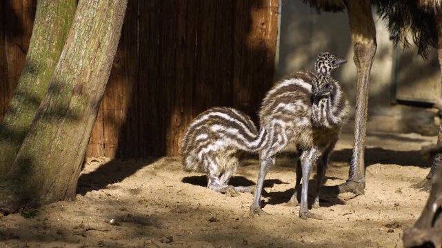 Close up of baby emu birds moving around meadow on a sunny spring day