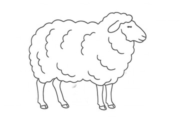 Minimalist line drawing of woolly sheep profile, positioned sideways on clean transparent background, suitable for design projects