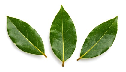 Obraz premium Three bay leaves on white background