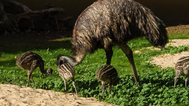 Close up of baby emu birds moving around meadow on a sunny spring day