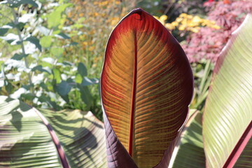 Close up of a tropical leaf in a garden and in summer. A large and textured leaf. Red, green and yellow background with lines of leaf. Sun reflection on a leaf.