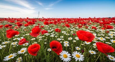 Fototapeta premium Vibrant Red Poppies and Delicate Daisies in a Field of Wildflowers Under a Blue Sky Blooming Summer Landscape