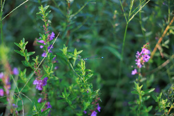 草津市立水生植物公園 © Yosukie's moments