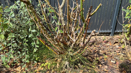 Close-up of thorny rose bush base after pruning