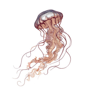 Watercolor Jellyfish: A captivating watercolor painting of a jellyfish showcases its translucent bell and delicate tentacles, evoking a sense of oceanic wonder and tranquility.