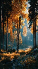 Obraz premium Autumn sunlight filters through golden leaves in a tranquil forest setting during late afternoon