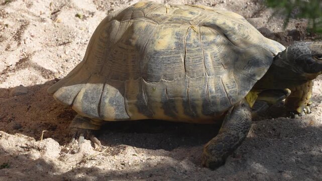Close up of a pile of land turtles sitting together on a sunny day in the desert
