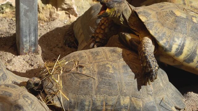 Close up of a pile of land turtles sitting together on a sunny day in the desert