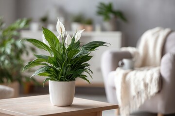 Peace lily plant in a white pot on a light wooden table in a light-filled living room