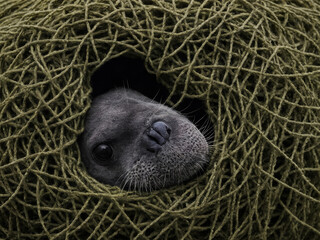 Verfangener Blick: Eine Seehund-Metapher f&uuml;r Einsamkeit und Hoffnungslosigkeit in einem dichten Netz &ndash; eine ergreifende Darstellung des Gefangenseins.
