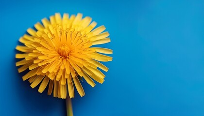 yellow dandelion on blue background