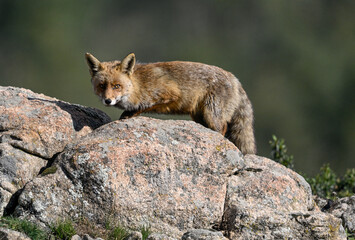 Iberian red fox among rocks and shrubs (Red fox, Zorro rojo)