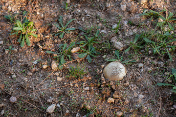 Bovista Plumbea. Puffball mushroom in the forest