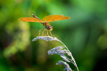 Amberwing dragonfly