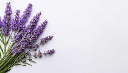 Fototapeta premium sprigs of fresh lavender flowers on the left of a clean white backdrop create a natural border with copy space