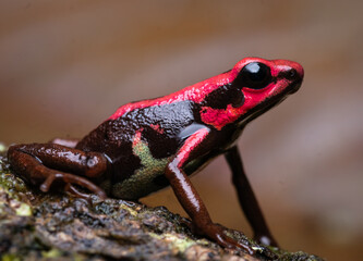 Vividly colored Andinobates bombetes poison dart frog from Colombia, displaying its striking bright pattern and glossy skin while perched on a tropical leaf in the rainforest.