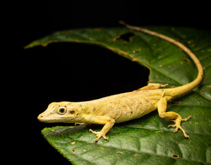 Naklejka premium Anolis, a small arboreal lizard from tropical forests, known for its vibrant colors and camouflage ability.