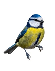 Naklejka premium Blue tit perched, vibrant colors