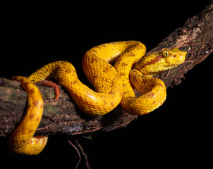 Bothriechis nigroadspersus eyelash pit viper coiled on a branch in its natural tropical habitat in Costa Rica.