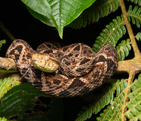 Obraz premium A exclusive behavior of Bothrops asper fer-de-lance on the branch when they is young, the danger is around of us.