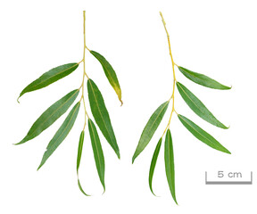 ヤナギの葉　9月撮影