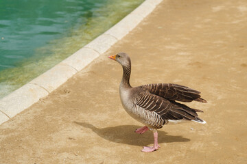 A wild goose stands gracefully by the edge of a pond in Barcelona, Spain, captured in March 2024. The image showcases the natural beauty and wildlife of the area, with the goose's detailed feathers...