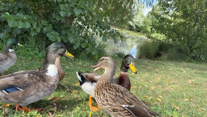 A group of mallard ducks on grass by a pond