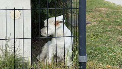Small white dog looking through a metal fence