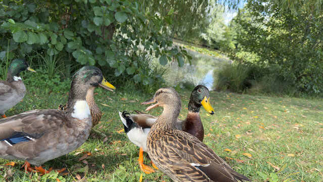 A group of mallard ducks on grass by a pond