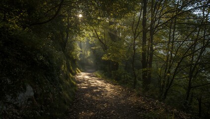 Fototapeta premium Road and path in the forest woods with trees and nature