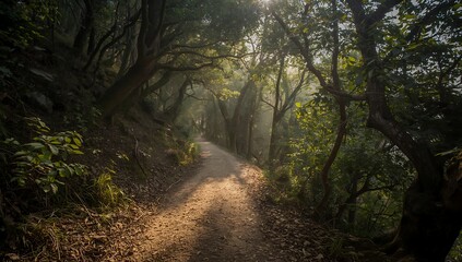 Fototapeta premium Morning forest path with trees and nature scenery