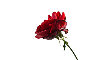 Fototapeta premium Single red rose symbol of love isolated on white