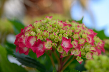 Red hyacinth flowers in Cyprus