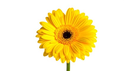 Naklejka premium A bright yellow gerbera daisy blossoms against a plain white background.