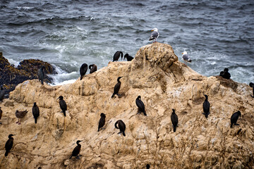 Cormorants and seagulls on an ocean rocky outcrop 
