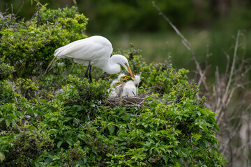 Great egret feeding three chicks in nest in Florida, USA © Edward F Ponikwia