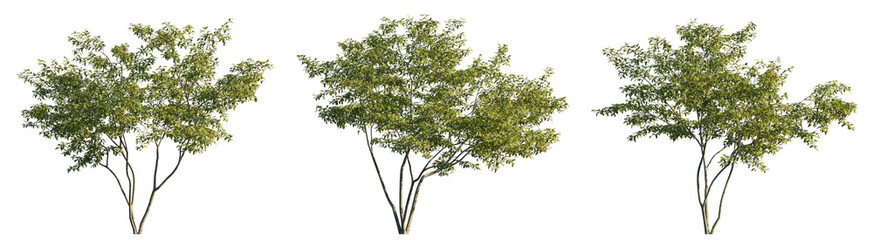 Acer ginnala tree isolated png on transparent background premium nature cutout. Foreground tree