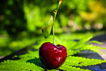 Fresh ripe cherry with droplets of water, resting on a green leaf with vibrant background, perfect for showcasing healthy fruits and natural beauty, captured in a summer garden setting.