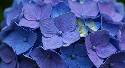 Vibrant blue and purple hydrangea blooms in full, stunning, close-up detail for elegant design