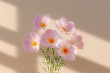 Fototapeta premium Light pink cosmos flowers with soft shadow background