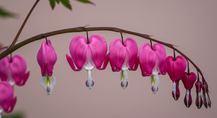 Fototapeta premium Delicate bleeding heart flowers blossom with vibrant pink hues in a serene botanical garden setting