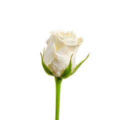 A single beautiful white rose bud isolated on a pure white background, symbolizing purity, love, and elegance