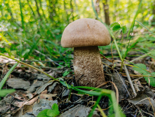 Mushroom birch bolete, close up