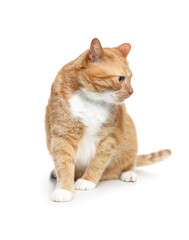 Cute ginger cat on white background. Adorable pet