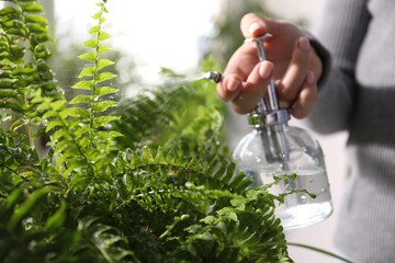 Young woman spraying beautiful houseplant with water from bottle indoors, closeup