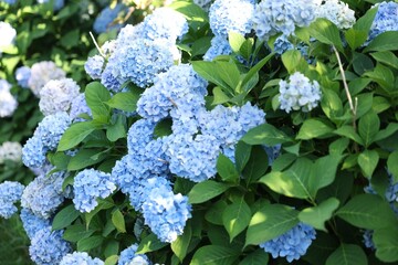 Beautiful hortensia flowers and green leaves growing in garden