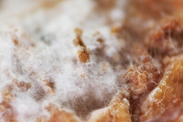 The white mass holding the beans together is the mycelium of the fungus which is composed of string like cells called hyphae