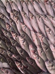 Obraz premium Fresh fish arranged in neat diagonal rows on display at a seafood market.
